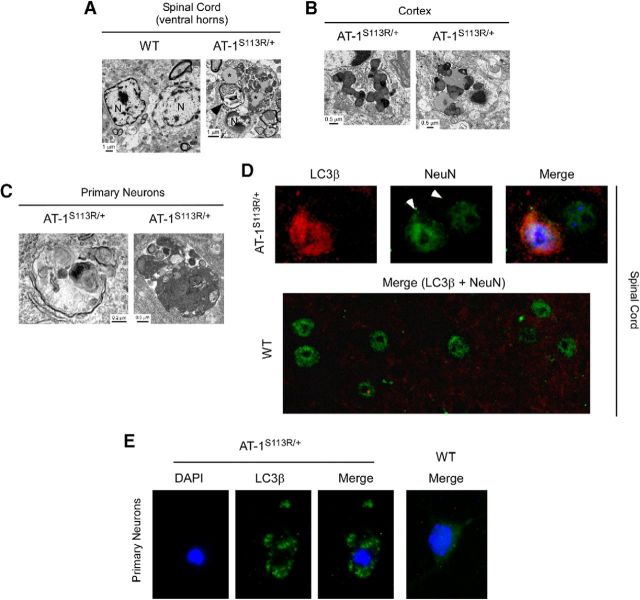 Figure 10.