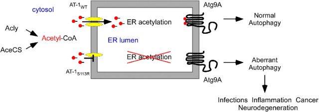 Figure 12.