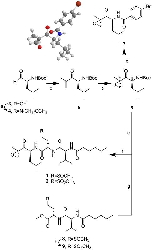 Scheme 2