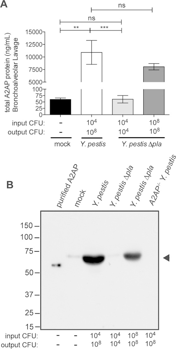 FIG 1