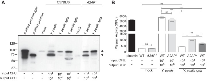 FIG 6