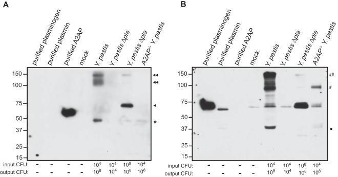 FIG 7