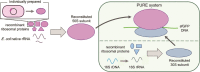 Graphical Abstract