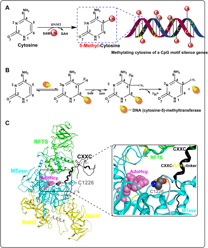 FIGURE 1