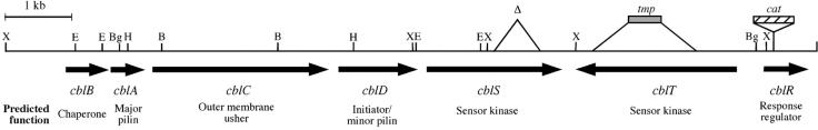 FIG. 1.