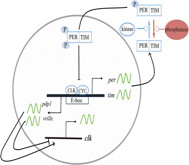 Fig. 1