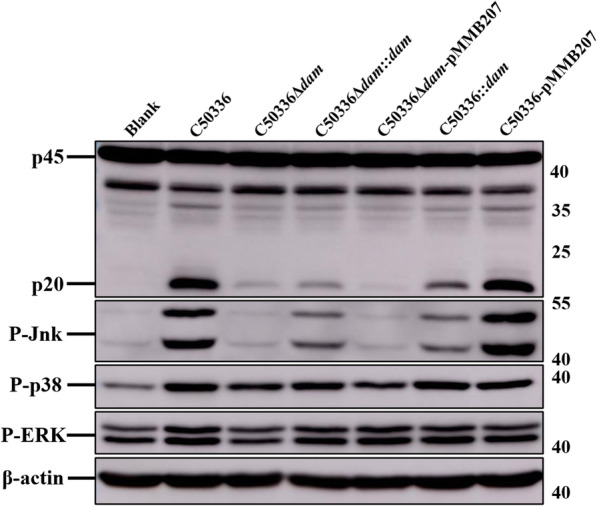 Fig. 11