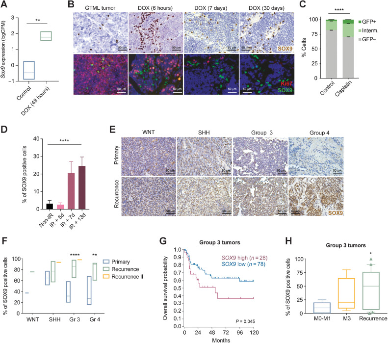 Fig. 1. SOX9 is induced in therapy-resistant brain tumor cells and accumulates during relapse. A, Expression of Sox9 in GTML tumor cells after 48 hours dox treatment (Student t test; P = 0.0059**). B, (top) IHC showing SOX9 in GTML tumors after 6 hours, 7 days, and 30 days of dox administration in vivo, as well as an untreated GTML tumor. (Bottom) IF showing SOX9 and Ki67 in GTML tumors after 6 hours, 7 days, and 30 days of dox administration in vivo, as well as an untreated GTML tumor. The analysis shows an increase of non-proliferating SOX9 expressing cells in the GTML model (see also quantification in Supplementary Fig. 1B). C, Quantification of GFP-positive cells in of GTML-pSOX9-GFP using cell sorting. The analysis shows that 24 hours cisplatin treatment increases the number of SOX9-positive cells compared with DMSO control (Student t test comparing the percentage of GFP-positive cells between DMSO and cisplatin treatment; ****, P < 0.0001). D, Quantification of SOX9 positive cells in tumors from transplanted GTML2 cells, irradiated with 2 Gy/day, for 3.5 weeks (total 36 Gy). Tumors from mice that took the longest to relapse had more SOX9 positive cells (one-way ANOVA; ****, P < 0.0001; see also Supplementary Fig. 1I for representative IHC images). E, Representative images of IHC SOX9 staining of primary and recurrent tumors of all four MB subgroups. F, Quantification of € SOX9-positive cells in WNT (n = 1), SHH (n = 6 as well as one re-operated relapse), Group 3 (n = 6 as well as one re-operated relapse), and Group 4 (n = 6) MB. The number of SOX9-positive cells is significantly higher in recurrent Group 3 (****, P < 0.0001) and Group 4 MB (**, P = 0.00113) compared with the primary tumor [Student t test, recurrence II (n = 1) is not included in the analysis]. G, Kaplan–Meier plot showing 10-year overall survival in Group 3 MB with high SOX9 levels (n = 28) and low SOX9 levels (n = 78; from ref. 15) at last quartile cut-off, excluding MB with extensive nodularity or tumors with desmoplastic histology. High SOX9 levels correlate to poor overall survival of Group 3 MB. H, Percentage of SOX9 levels in low (M0–M1) and high (M3) stage metastatic Group 3 MB as well as recurrent tumors of the same subgroup from (12). SOX9 protein levels are higher in recurrent Group 3 MB than in primary M0–M1 stage tumor (Student t test; *, P = 0.0161). See also Supplementary Fig. S1.