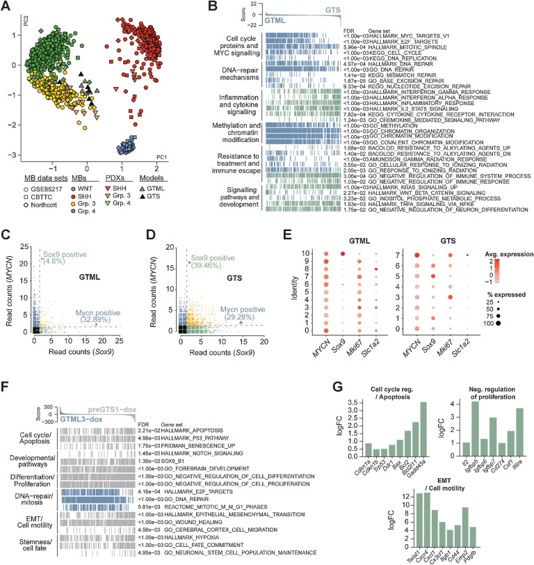 Figure 4. Recurrent MBs molecularly resemble primary MBs, are more inflammatory and immune evasive. A, PCA plot showing the affiliation of primary GTML tumors and recurrent GTS tumors with expression profiles of MB subgroups (data from refs. 15, 25) Northcott and MB PDXs (18) following cross-platform projection via the Metagene (23) Tamayo method. B, GSEA results for 32 selected key gene sets from six pathway categories significantly enriched in either the GTS (green) or GTML tumors (blue). C and D, Single-cell sequencing read counts for MYCN and Sox9 in GTML (C) and GTS (D), indicating that the percentage of MYCN-positive (reads ≥ 2) cells remains largely unchanged between the two tumor models, whereas the GTS tumor reveals an increased percentage of Sox9 expressing cells. See also Supplementary Fig. S4 and Supplementary Table S2. E, Dot plots of transgenic MYCN and murine Sox9, Mki67, and Slc1a2 gene expression in GTML (left) and GTS (right) cell lines. Cluster IDs are indicated along the y-axis. The size of the dot indicates how many % of cells in the cluster express the gene and the color intensity indicates the average expression level in the cluster. F, Enrichment plots of pathways significantly altered in 48-hour dox-treated pre-GTS tumor cells (grey) compared with 48-hour dox-treated GTML tumor cells (blue). G, Bar plots showing the logFC for selected genes from the gene sets depicted in F as calculated by edgeR between GTML and pre-GTS cells under dox treatment. See also Supplementary Fig. S4 and Supplementary Tables S3 and S4.