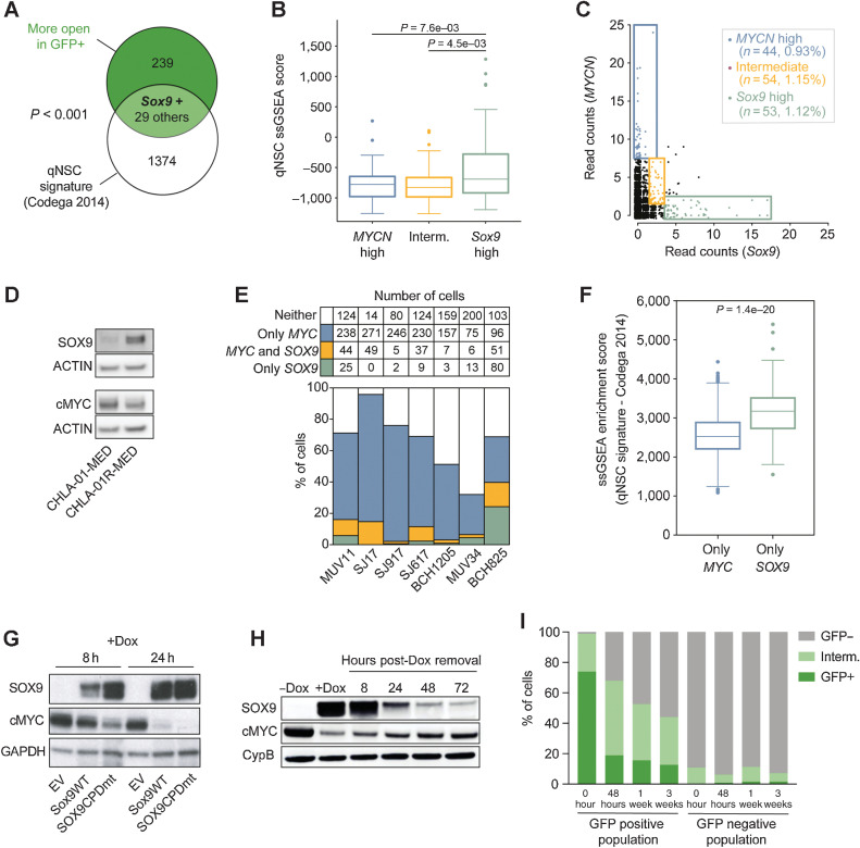 Figure 2. SOX9 anticorrelates with MYC and marks quiescent cells in Group 3 patients with MB. A, Genes with higher ATAC-seq peaks in GFP-positive GTML-pSOX9-GFP cells significantly overlap with a quiescent signature (Fishers exact test; P < 0.05). B, Boxplot comparing the ssGSEA scores for a quiescent NSC signature between the groups from C, indicating that Sox9 high GTML cells appear significantly more quiescent than MYCN-high and intermediate cells (Welch t test; P < 0.05). C, Single-cell sequencing of GTML cells indicates that there exist three populations with regards to Sox9 and MYCN expression; MYCN exclusive/Sox9 exclusive/intermediate population with an expression of both MYCN and Sox9. The top ∼1% of cells with the highest MYCN and Sox9 expression, respectively, and ∼1% of cells with intermediary expression were selected for the analysis in B. D, WB showing protein levels of SOX9 and MYC with actin as loading control in CHLA-01-MED and CHLA-01R-MED. SOX9 is higher in the recurrent cell line. E, The total numbers and percentages of cells with any (>0) expression of either MYC, SOX9, both, or neither in diagnostic Group 3 MBs (data from ref. 32). F, Cells from E with only SOX9 expression display a significantly higher ssGSEA score for a quiescent NSC signature as compared with cells with only MYC expression (Welch t test; P < 0.05). G, MB002 cells were transduced with lentiviral vectors encoding inducible EV, SOX9WT, or SOX9CPDmt. The transduced cell lines were treated with dox for 8 or 24 hours and analyzed for protein levels of SOX9, cMYC, and GAPDH. After the induction of SOX9, cMYC levels decreased. The decrease was more pronounced when the stabilized SOX9CPDmt was induced. H, MB002-SOX9CPDmt was treated with dox for 24 hours (for SOX9 induction) after which they were resuspended in fresh media. SOX9, cMYC, and cyclophilin B (CypB) protein were analyzed with WB at 8, 24, 48, and 72 hours after dox removal. After 72 hours, protein levels decreased but neither SOX9 nor cMYC was restored to start levels. I, Quantification by FACS of GFP-positive (+), negative (−), and intermediate cells in FACS sorted GTML-pSOX9-GFP cell line, directly after sorting, 48 hours, 1 week, and 3 weeks after sorting. The number of GFP-positive cells in the positive population quickly dropped while it slowly increased in the negative population. See also Supplementary Fig. S2.