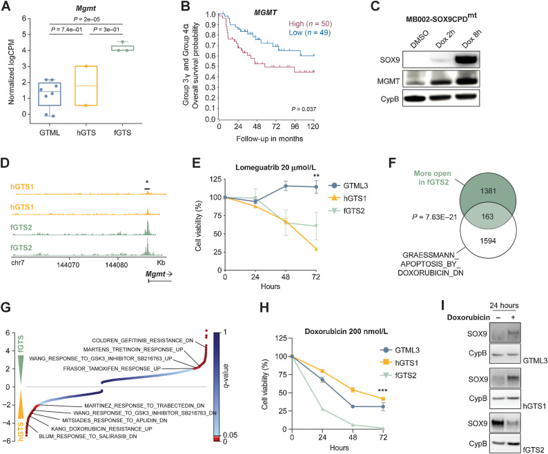 Figure 5. MB recurrences respond to MGMT inhibition and doxorubicin therapy. A, Expression levels of Mgmt in primary GTML tumors (n = 7) and, recurrent hGTS (n = 2) and fGTS tumors (n = 3) from RNA-seq (Mann–Whitney test). B, High MGMT levels significantly correlate with a poor 10-year overall survival in Group 3γ and Group 4α MYC and MYCN high MB subgroups (from ref. 15 at median cut-off). C, WB showing induction of SOX9 in MB002-SOX9CPDmt using dox also leads to increased MGMT protein already after 2 and 8 hours. D, ATAC-seq of one GTS hindbrain cell line (hGTS1) and one GTS forebrain cell line (fGTS2) show open chromatin at the MGMT promoter in fGTS2, suggesting that MGMT expression is induced in distant recurrences (Student t test). E, Cell viability (Alamar blue) after 24, 48, and 72 hours of lomeguatrib (20 μmol/L) treatment of GTML3 versus hGTS1 and fGTS2 cell lines. The GTS cell lines are more sensitive to lomeguatrib treatment compared with GTML3 (Student t test; **, P = 0.0010). F, Genes with significantly higher ATAC-Seq peaks in the fGTS2 cell line as compared with the hGTS1 line overlapped significantly (P < 0.05) with genes downregulated with doxorubicin treatment. G, Normalized enrichment scores from a GSEA comparing hGTS1 and fGTS2 expression profiles against the CGP (chemical and genetic perturbation) database of gene sets; significantly enriched drug treatment gene sets are highlighted. H, Cell viability (Alamar blue) after 24, 48, and 72 hours of doxorubicin (200 nmol/L) treatment of GTML3, hGTS1, and fGTS2. fGTS2 is significantly more sensitive to doxorubicin treatment compared with hGTS1 (Student t test; ***, P < 0.0001). I, WB depicting SOX9 protein levels in GTML3, hGTS1, and fGTS2 after 24 hours of doxorubicin treatment (200 nmol/L). See also Supplementary Fig. S5.