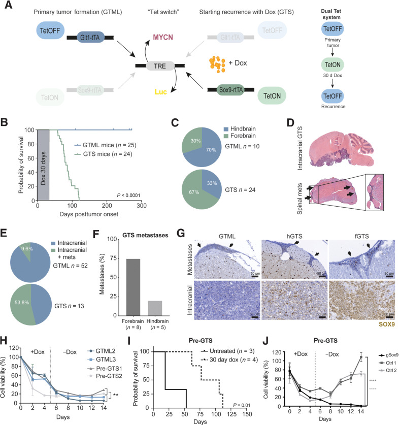 Figure 3. The recurrence process is SOX9-dependent and reproduced in a novel dual Tet transgenic GTS model. A, Schematics of the GTS recurrence model. (left) Primary tumor formation (GTML). In the absence of dox, the TML (TRE-MYCN-Luc) transgene is expressed in Glt1 positive cells (bidirectional expression) leading to MB primary tumor formation in the GTML model. Dox administration will halt MYCN expression (TetOFF) in the Glt1-positive cell population. (Right) Starting recurrence with dox (GTS). When combining the GTML TetOFF model with the TetON model, dox will simultaneously force the expression of the TML transgene in Sox9-expressing cells. When the primary tumor is presented, mice are given a 30-day dox regimen (the Tet-switch) at which time the TetON system is active. Mice are then taken off dox to reactivate the TetOFF system and followed for tumor recurrence. B, Kaplan–Meier plot and scheme of dox treatment showing mouse survival in the GTS recurrence model. Primary tumor (GTML, TetOFF-driven) is treated with and cured after 30 days of dox administration. Tumors recur after 45 to 120 days post-primary tumor onset/start of dox treatment (Log-rank Mantel–Cox test; P < 0.0001). C, Quantification of tumor localization in the GTML and GTS models. Seventy percent of GTS recurrences are located in the mouse forebrain in contrast to GTML tumors that most often are found in the hindbrain. D, H&E staining of a whole mouse brain with relapsed GTS tumor. The tumor recurrences are most often situated in the forebrain. Spinal cord metastasis can be found in GTS-relapsed tumors. Arrows are pointing at the metastatic cells surrounding the spinal cord. E, Only 9.6% of H&E-stained sectioned spinal cords from GTML samples presented with spinal metastases (mets) as compared with 53.8% in GTS samples. F, Histogram comparing the occurrence of spinal metastases in GTS recurrences in the hindbrain or forebrain region. The majority of spinal metastases are found in forebrain relapse specimens. G, (top) SOX9 in disseminated tumor cells in corresponding spinal cords from representative individual mice with metastatic spread (marked by arrows) as compared with (bottom) SOX9-positive cells in primary GTML, hGTS, and fGTS tumors. H, Cell viability (Alamar blue) of GTML versus pre-GTS cells under long-term dox treatment. pre-GTS cells start to recover after dox treatment in vitro, but GTML cells do not (Mann–Whitney; **, P < 0.01). I, Kaplan–Meier plot showing survival probability of Nude mice injected with pre-GTS1 and 2. Pre-GTS cells gave rise to primary tumors that were treated with dox for 30 days. The tumors later relapsed (log-rank Mantel–Cox test; P = 0.01). J, Cell viability (Alamar blue) of CRISPR-Cas9 edited and control pre-GTS1 cells under long-term dox treatment in vitro. Control cells start to recover after dox treatment, Sox9 edited pre-GTS1 cells (sgSox9) do not (unpaired t test; ****, P < 0.0001). See also Supplementary Fig. S3.