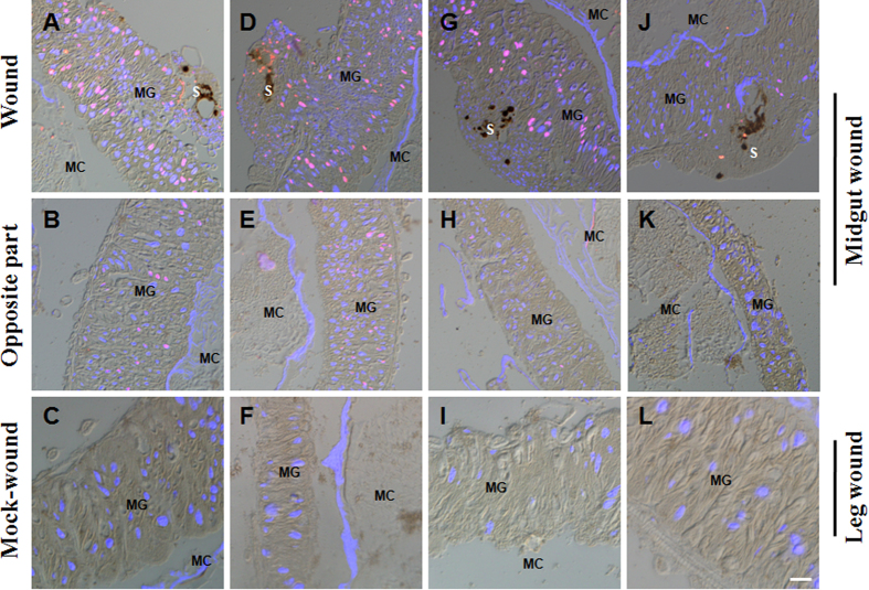 Figure 6