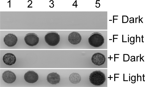 FIG. 2.