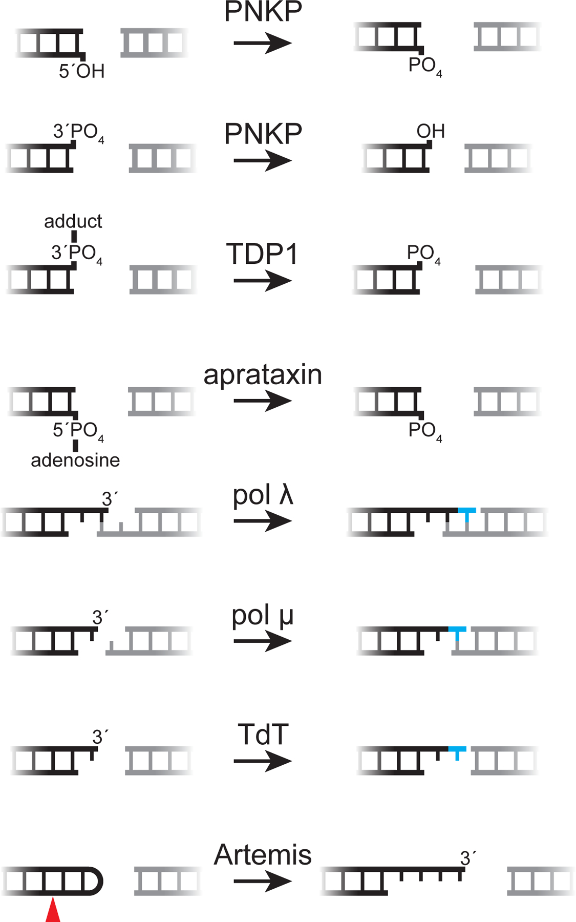 Figure 5: