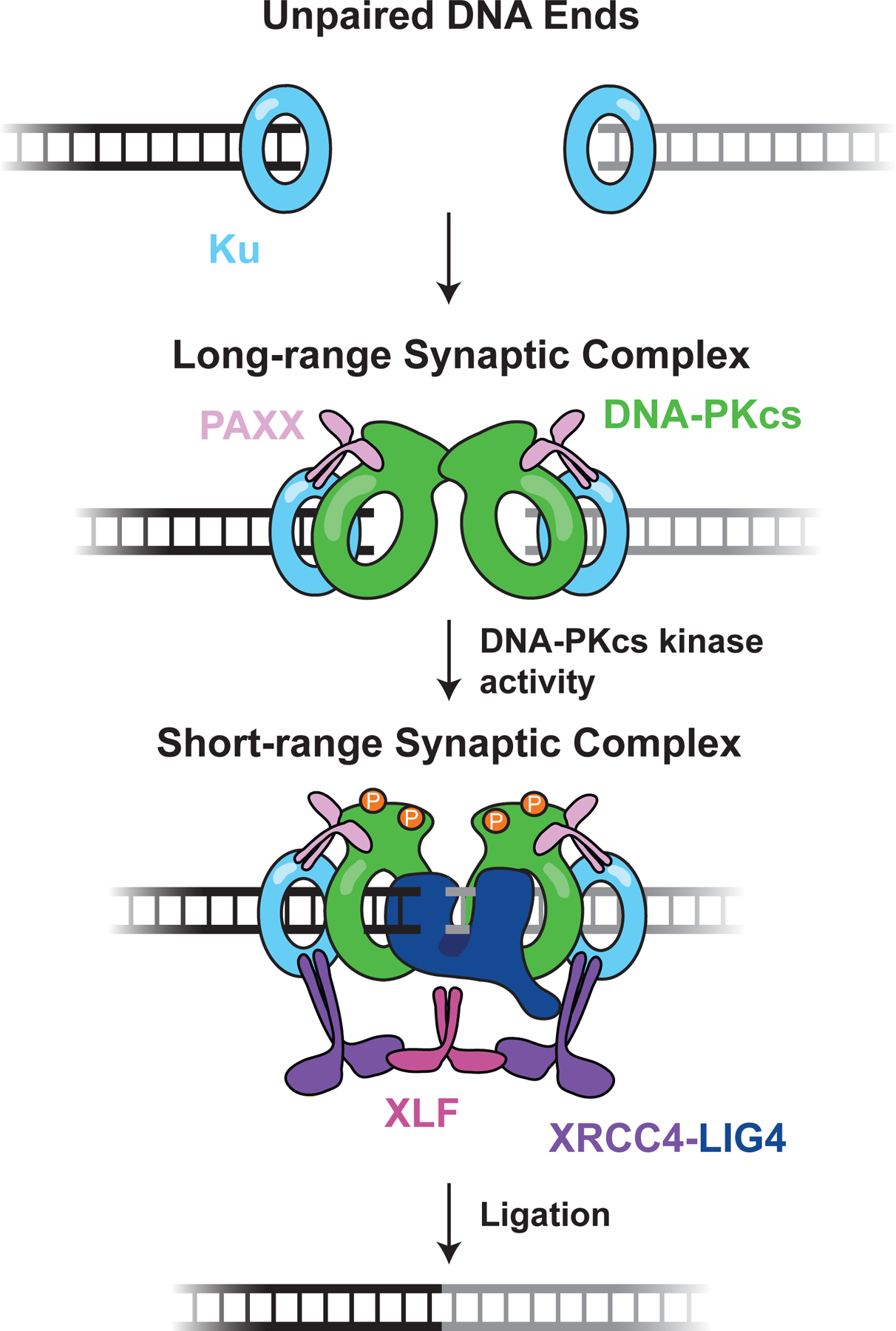 Figure 4: