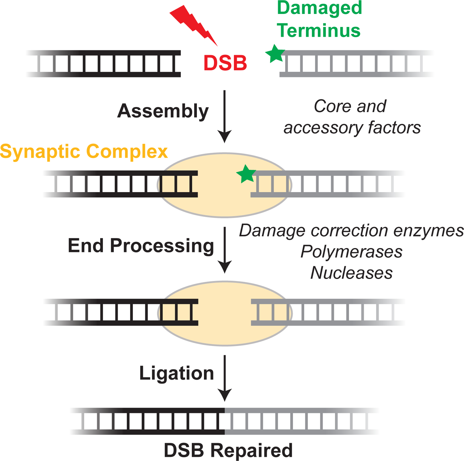 Figure 1: