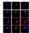 Fig. 10