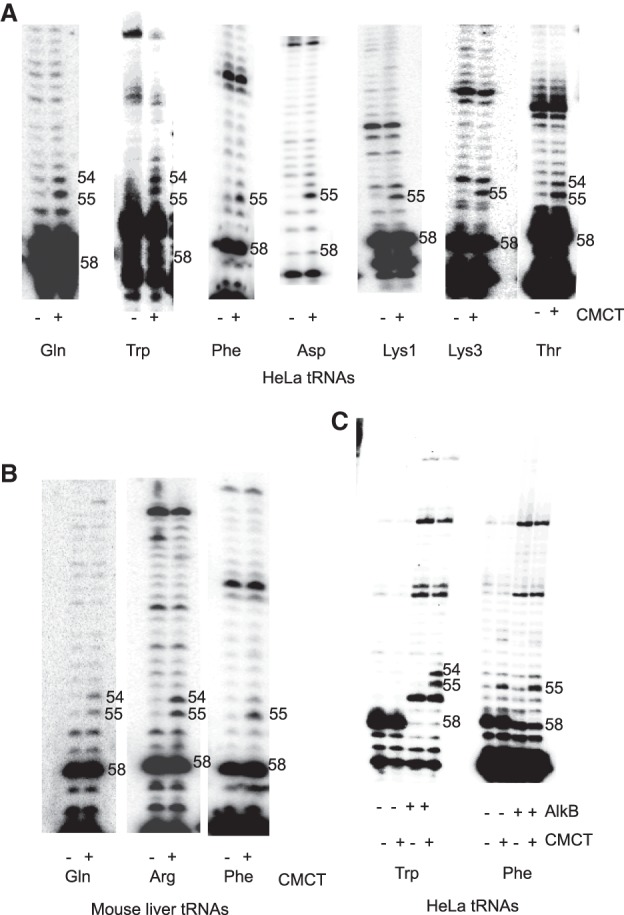 FIGURE 1.