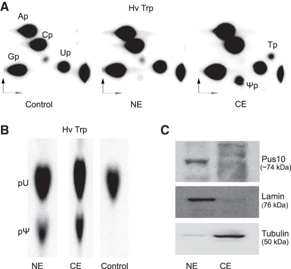 FIGURE 3.