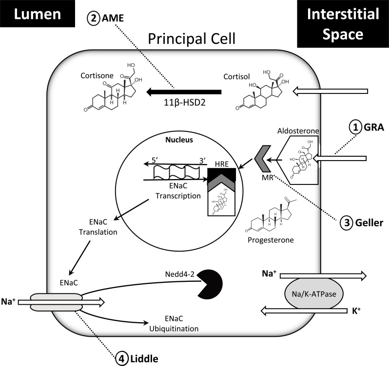 Fig. (3)