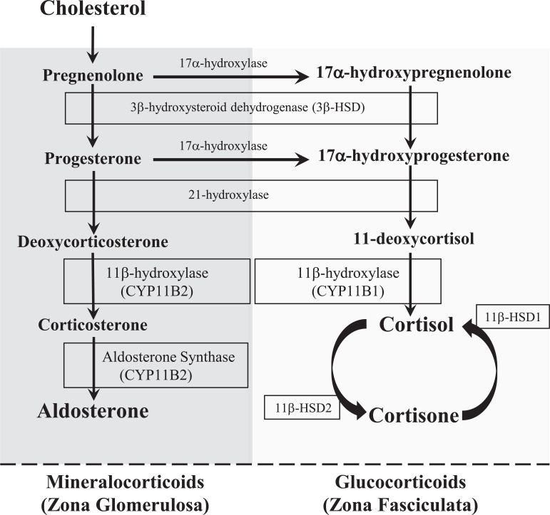 Fig. (1)