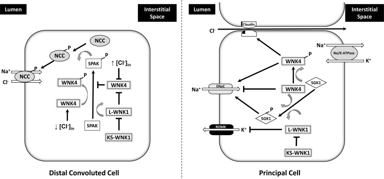 Fig. (4)