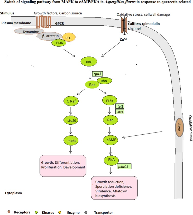 Fig. 2