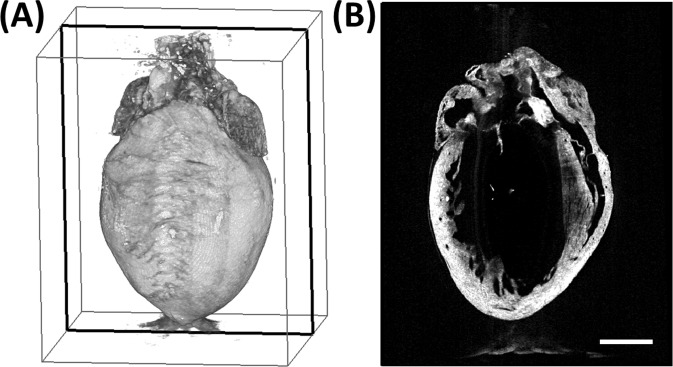 Fig 7