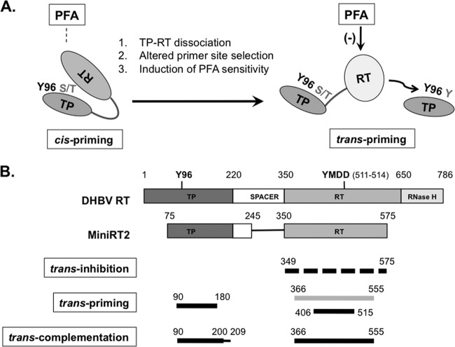 Fig 10