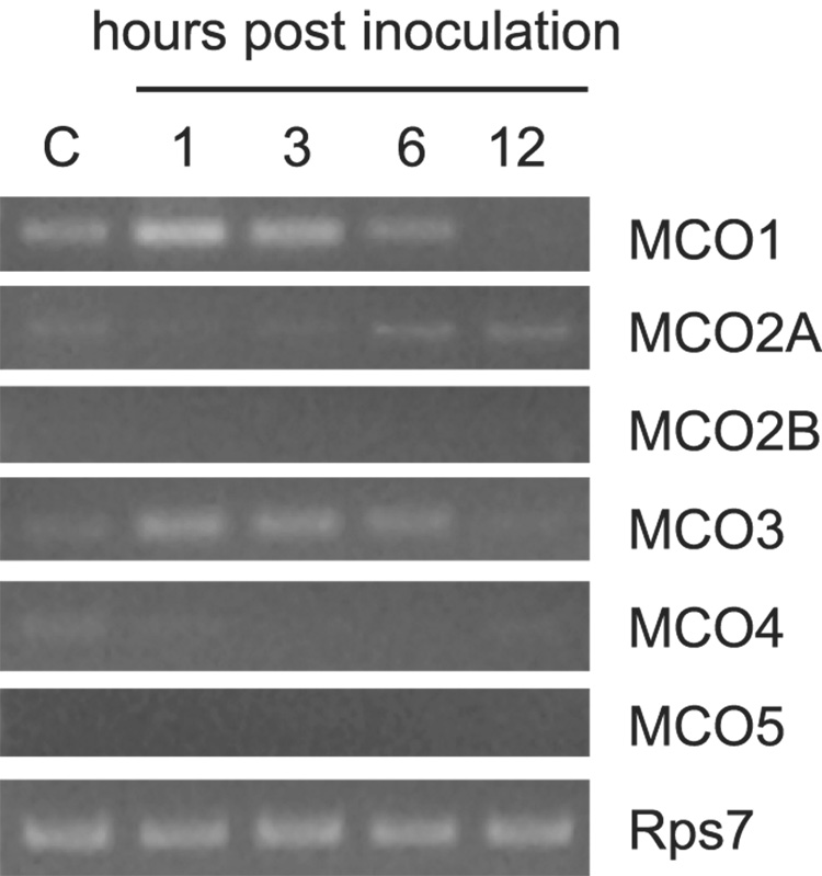 Figure 7