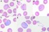 FIG. 2.