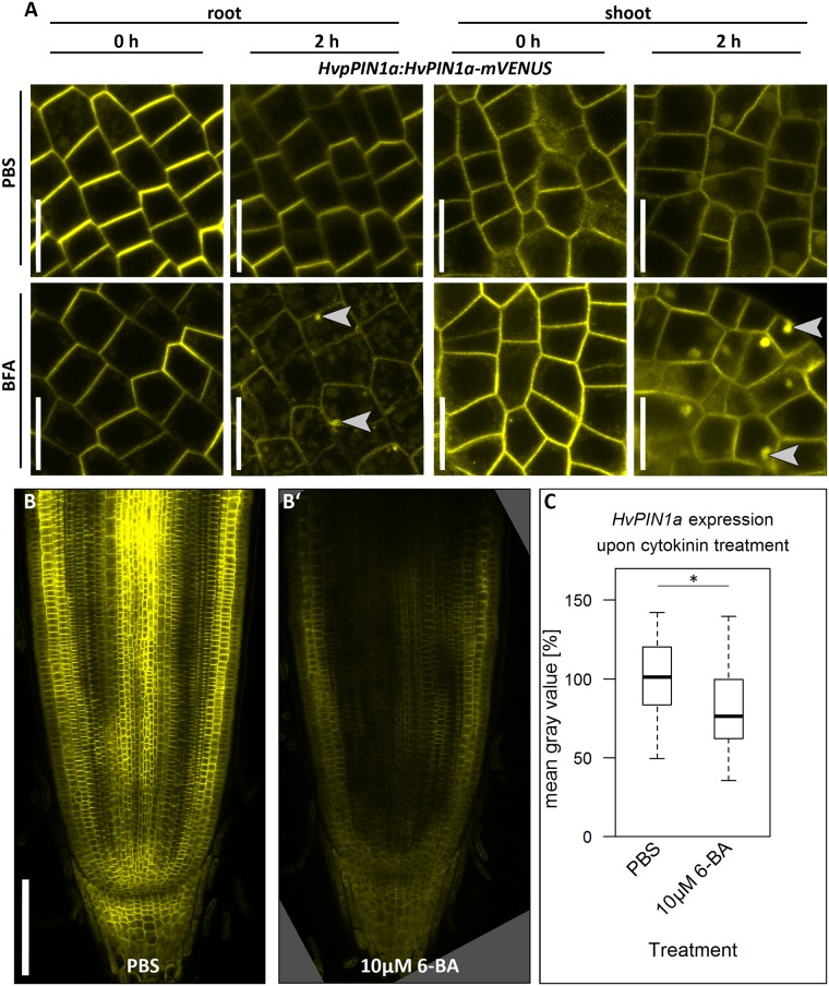 Fig 8