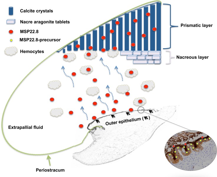 Fig 10