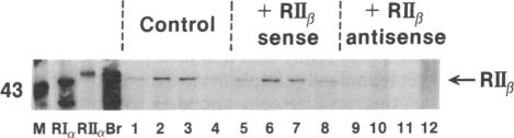 graphic file with name pnas01027-0213-a.jpg