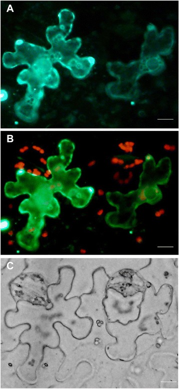 Fig. 10