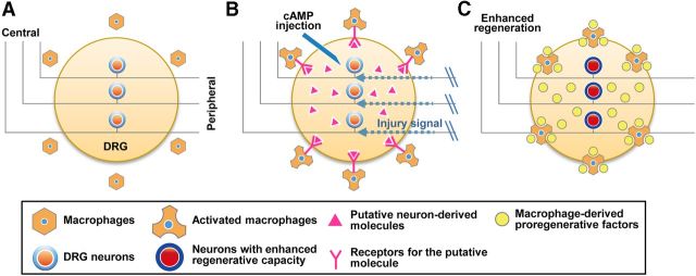 Figure 12.