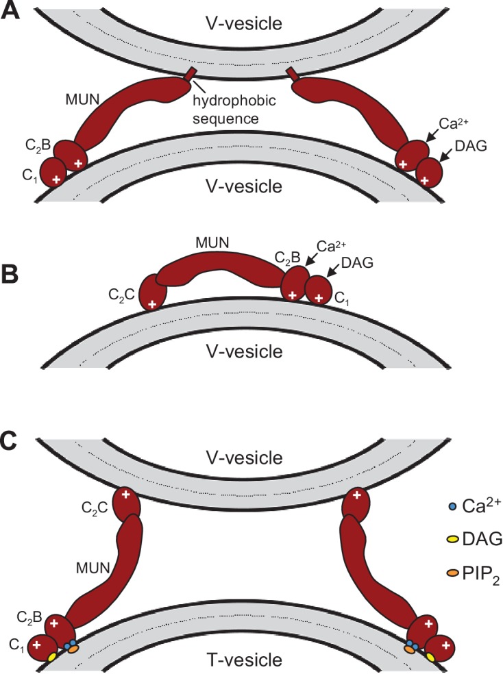 Figure 7—figure supplement 1.