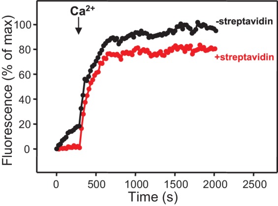 Figure 3—figure supplement 1.