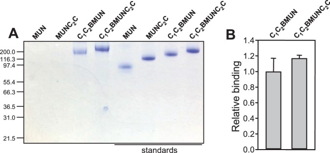 Figure 6—figure supplement 2.