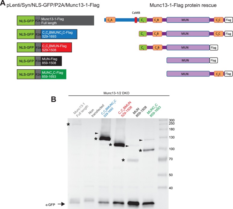 Figure 10—figure supplement 1.