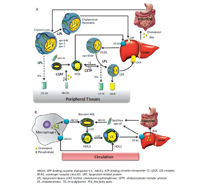 Fig. (2)