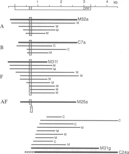 graphic file with name pnas01132-0454-a.jpg