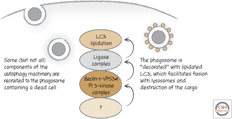 Figure 24.