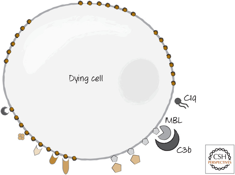 Figure 7.