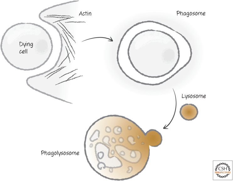 Figure 18.