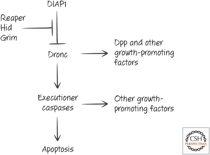 Figure 28.