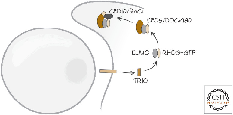 Figure 17.