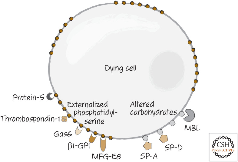 Figure 6.