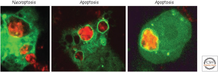 Figure 25.